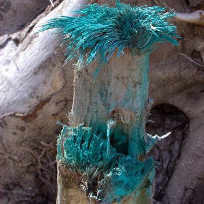 Brodtener Ufer Kuriosum